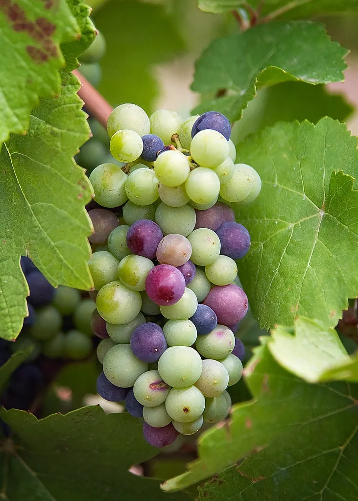 Viñedos de Mendoza, Argentina